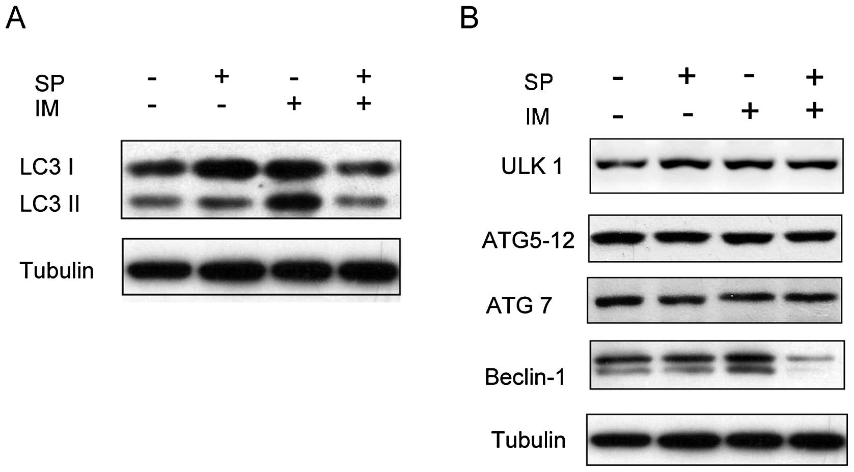 SPAUTIN-1